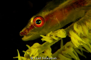 Whip Goby Portrait by Iyad Suleyman 